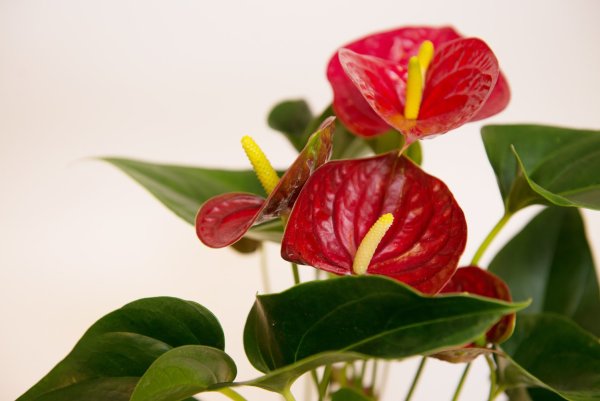 Антуриум красный