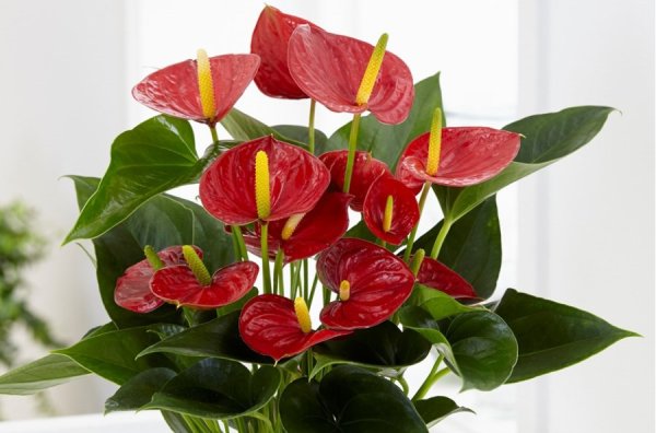 Антуриум Андре Дакота