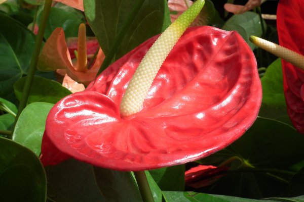 Антуриум Шелл коралл
