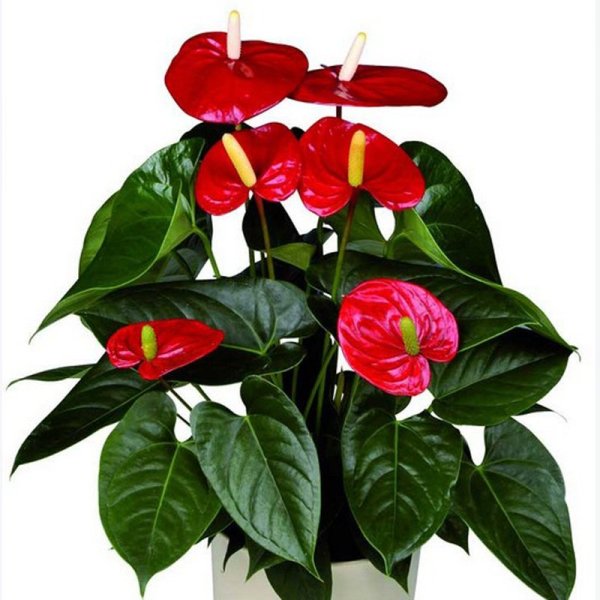 Антуриум Андре