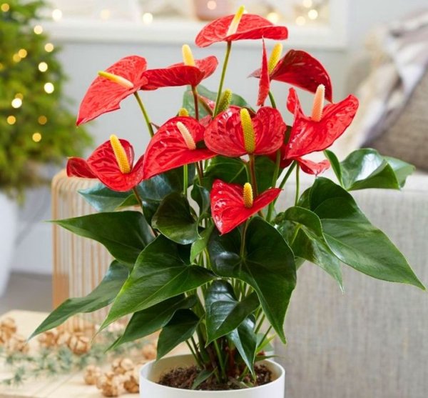 Антуриум Алексия Глориус