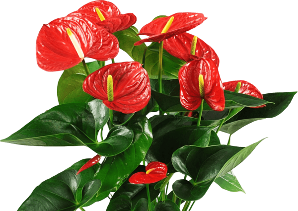 Антуриум (красный исудо)