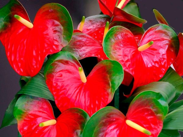 Антуриум 'Colorado' Roy