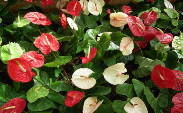 Антуриум Экселент