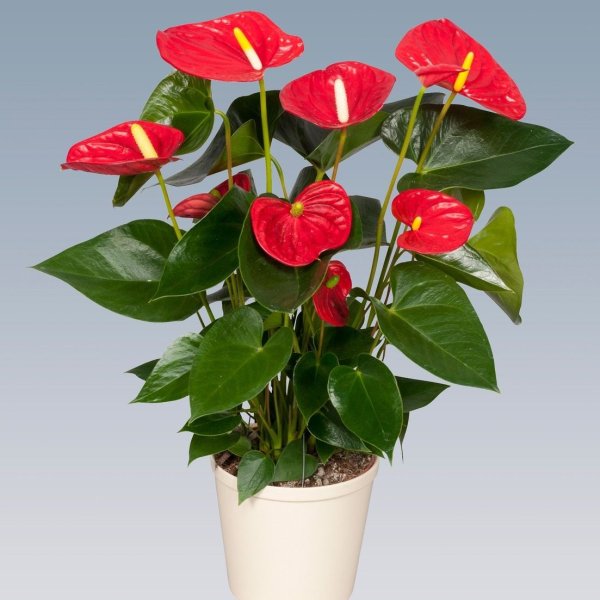 Антуриум Андрианум чемпион красный