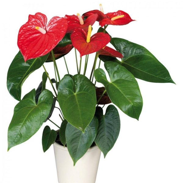 Антуриум Фламинго Браун