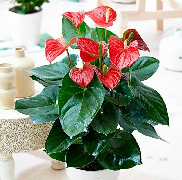 Антуриум цветок