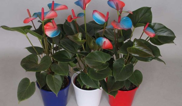 Комнатные цветы Антуриум