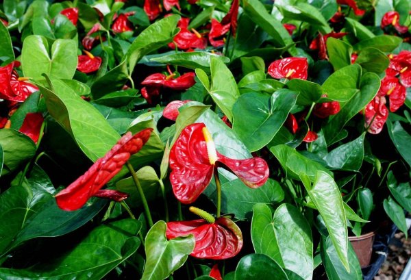 Антуриум Дакота