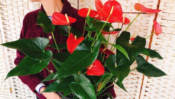 Цветок спатифиллум и Антуриум