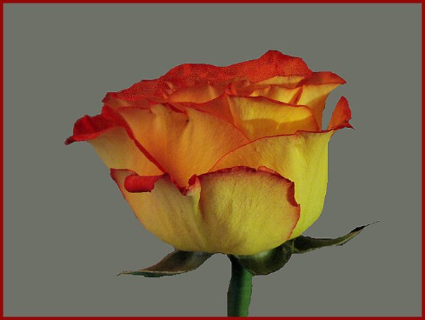 Цветы для Александры