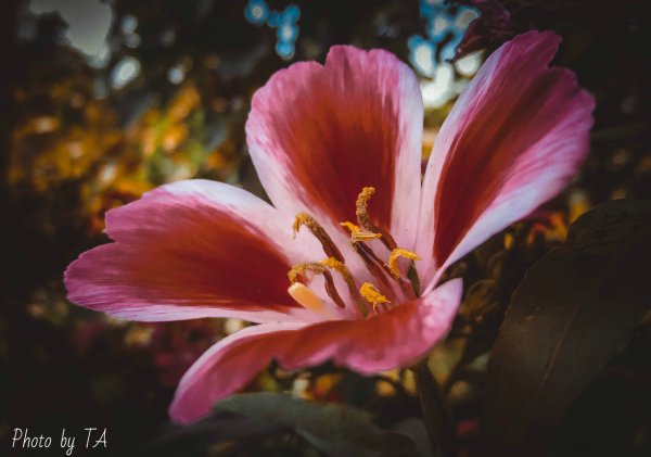 Цветок Александра