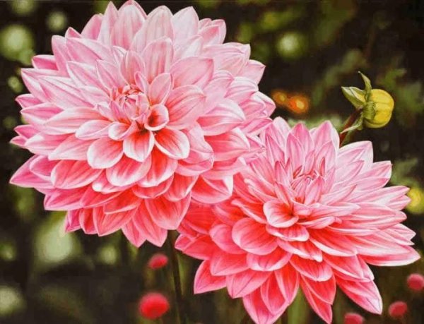 Цветок Александра