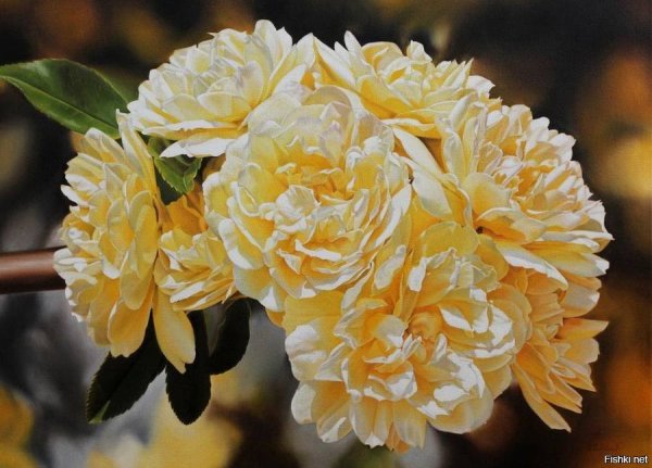 Цветок Александра