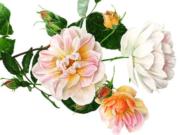 Букет красных роз на белом фоне