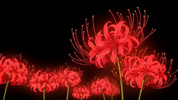 Самые красивые цветы для подруги