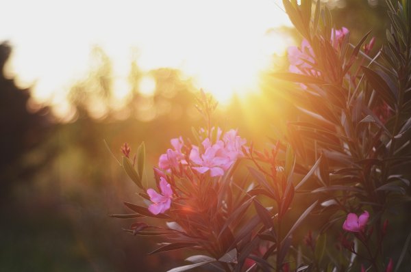 Цветы и солнце