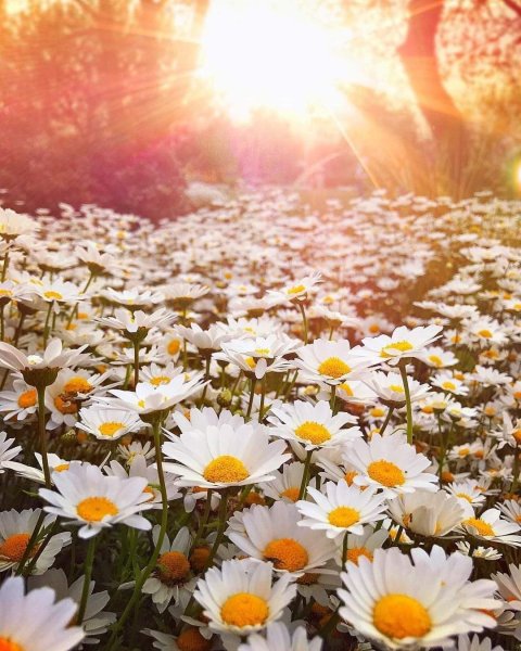 Цветы и солнце