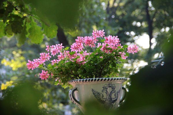 Весеннее утро в саду