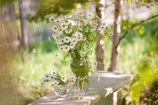 Утро лето цветы