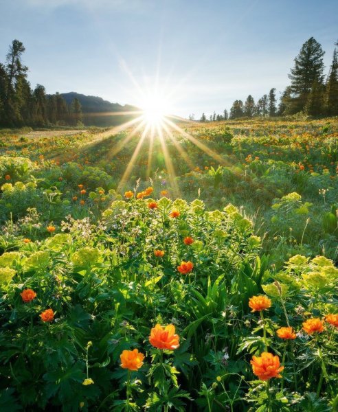 Поляна с цветами