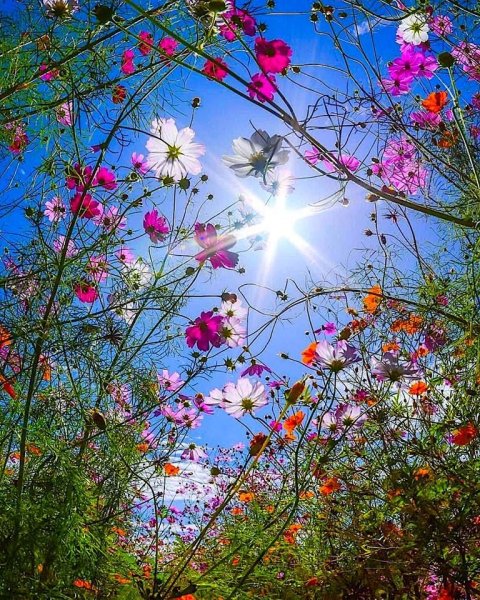 Июньские цветы большие