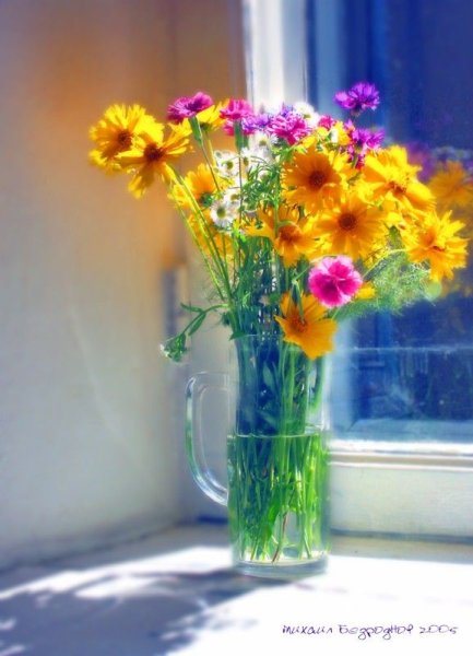Цветы на окне