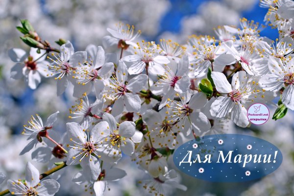 Цветы для Марии