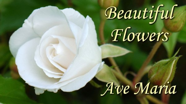 Букет для Марии