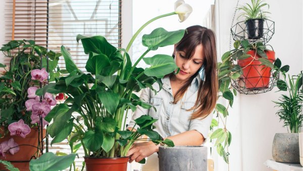 Диффенбахия, монстера и Антуриум.