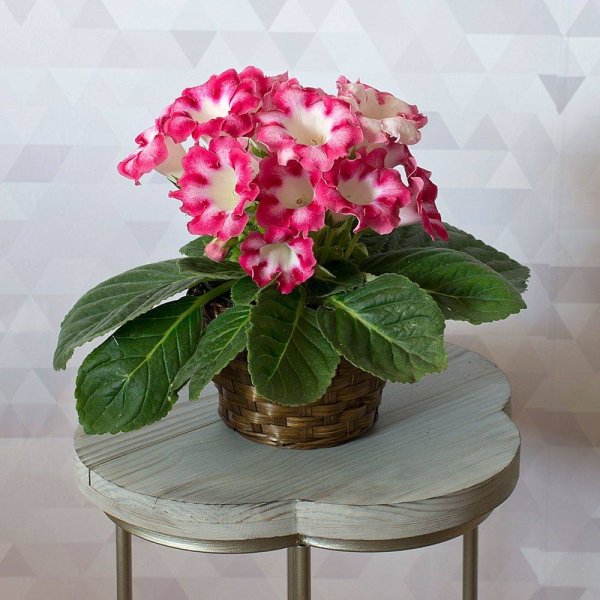 Комнатные растения глоксиния