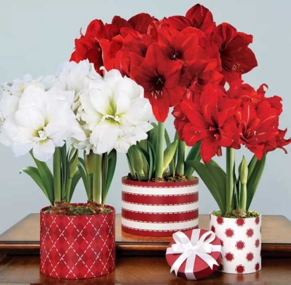 Амариллис горшечный