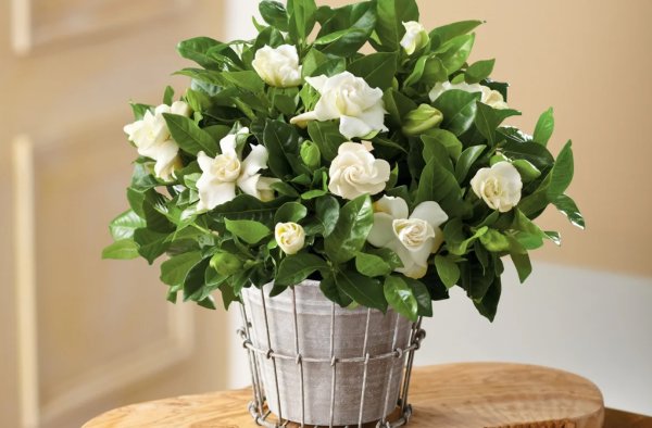 Азалия жасминовидная