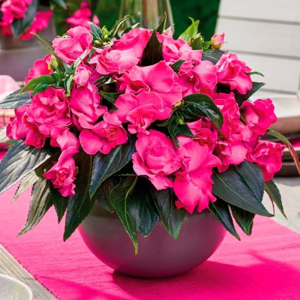 Бальзамин новогвинейский