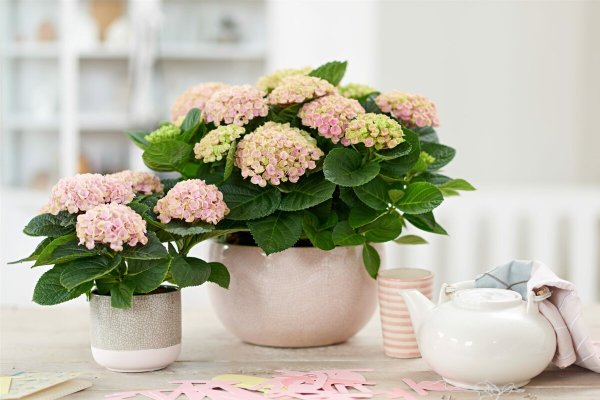 Гортензия комнатная