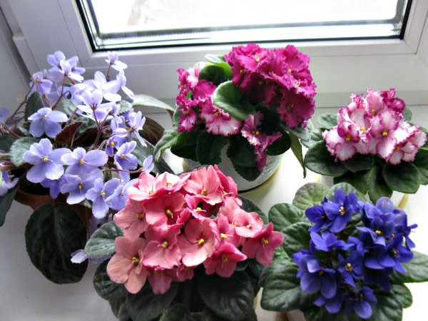 Сенполия Фиалковая