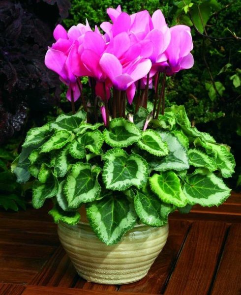 Цветок цикламен персидский