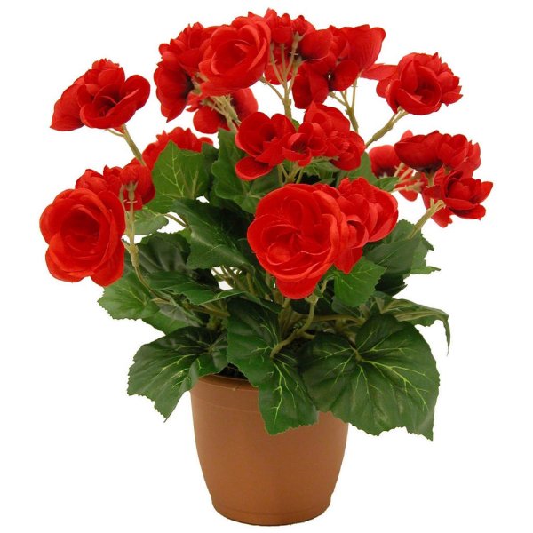 Бегония Элатиор Берсеба