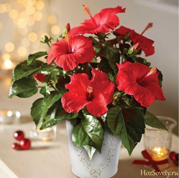 Роза суданская комнатная