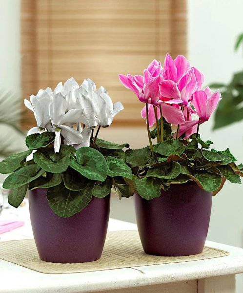 Комнатные цветы цикламен