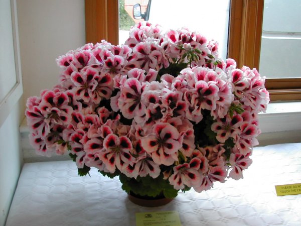 Спатифиллум (Spathiphyllum)