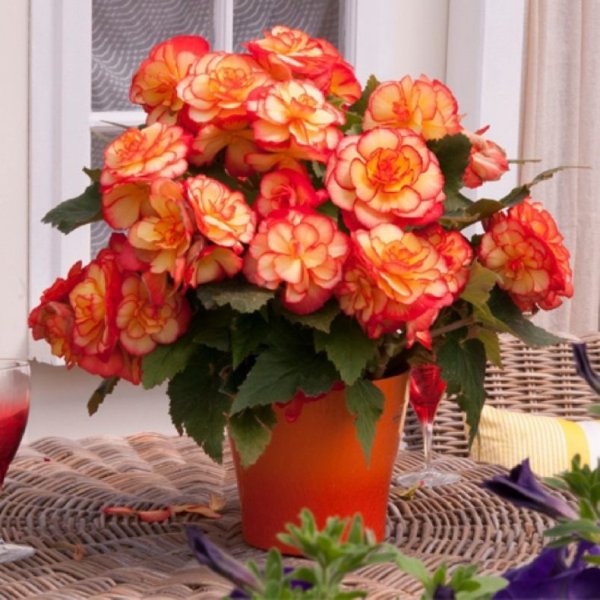 Бальзамин новогвинейский Magnum