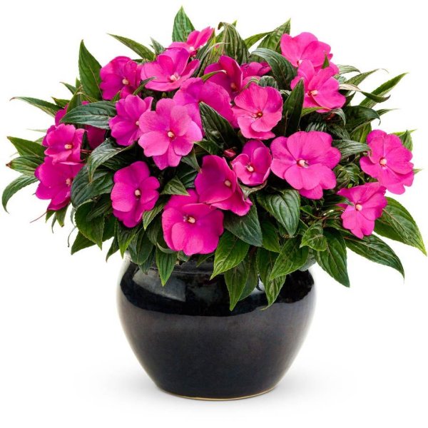 Диффенбахия и нефролепис