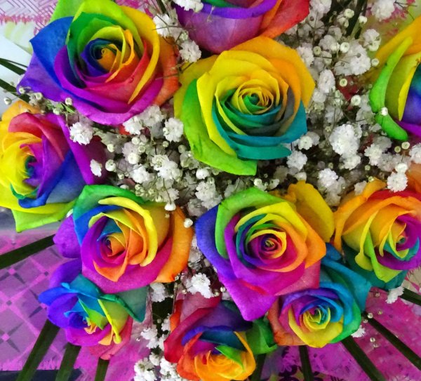 Роза Рейнбоу