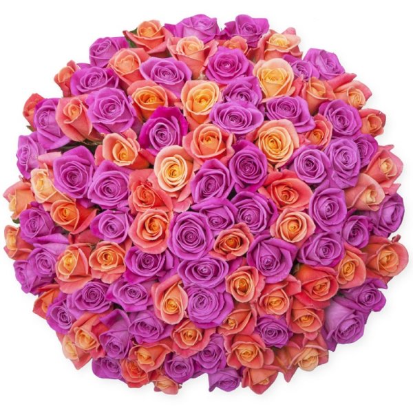 Радужная Хризантема Ромашковая