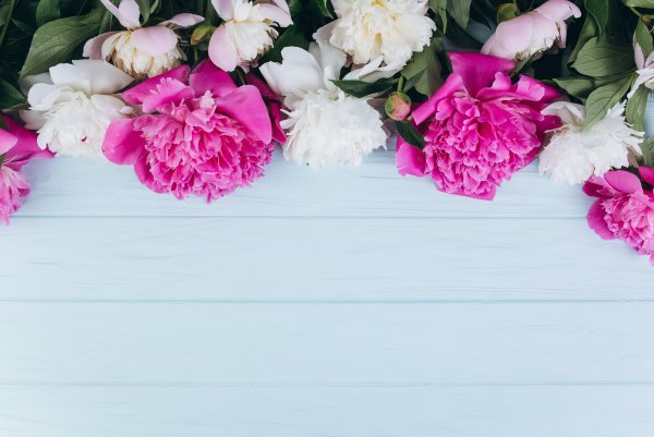 Розовые пионы фон