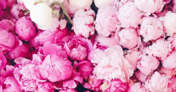 Фотофон с цветами