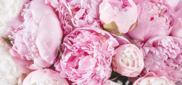 Пион темный роза