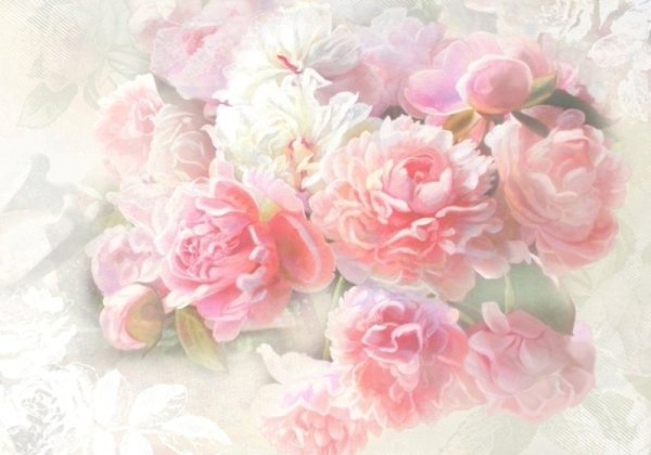 Пудровые пионы фон