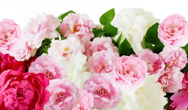 Пастельный Ганс пион